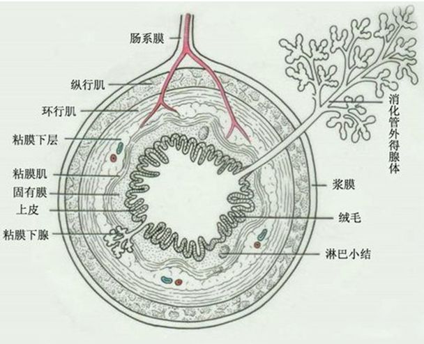 肠壁组织学分层示意图图片
