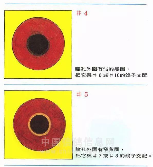 紫罗兰鸽眼配对图图片