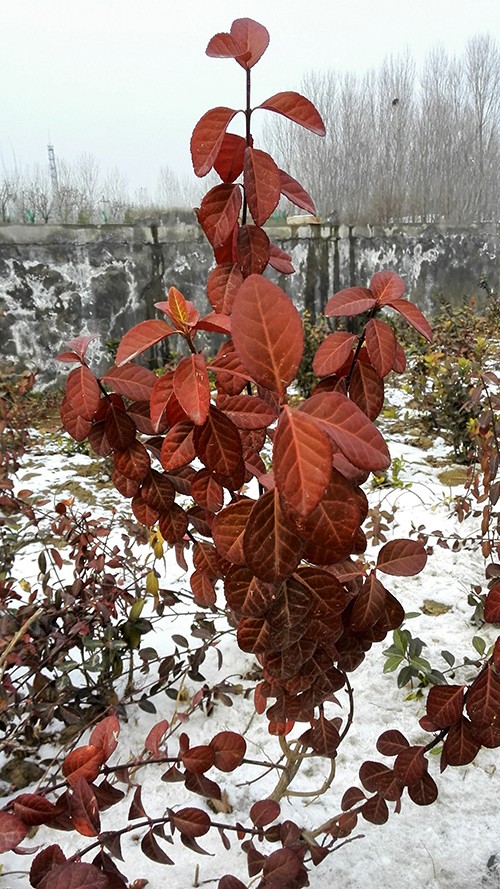 北方不落叶彩色阔叶新树种—雪中红