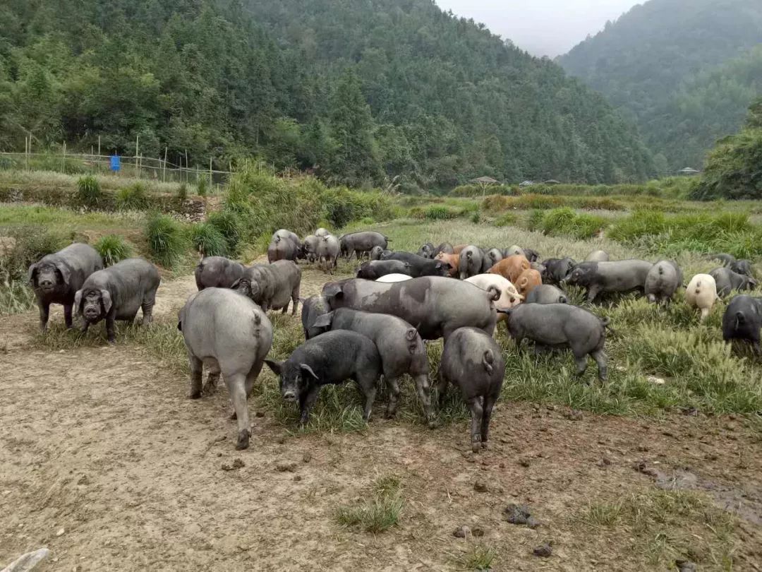 散养的玉山黑猪可以