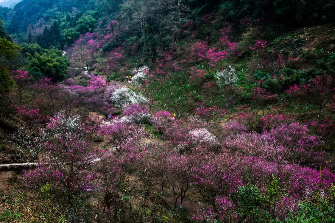 成都梅花谷图片