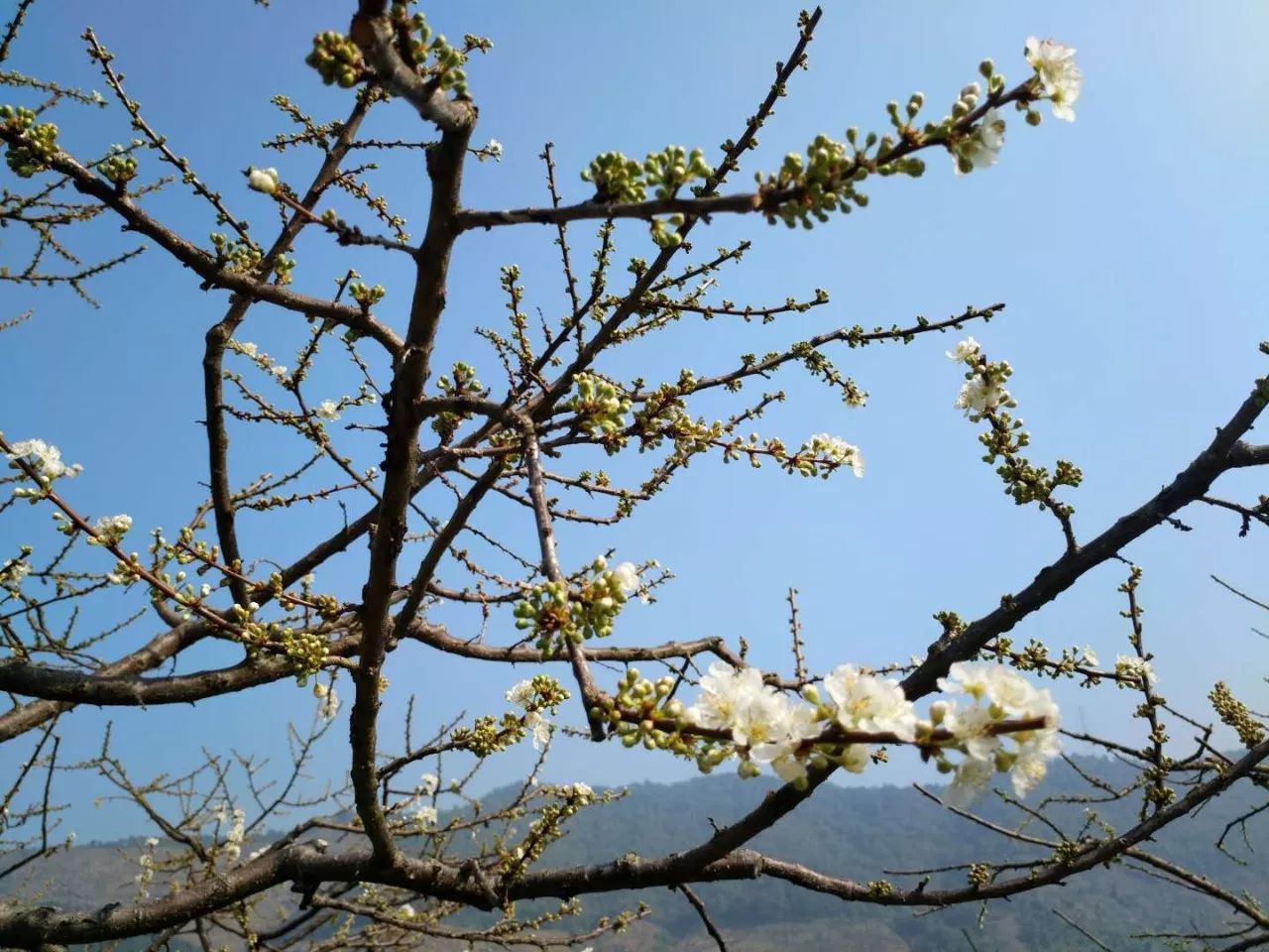 三华李花图片图片