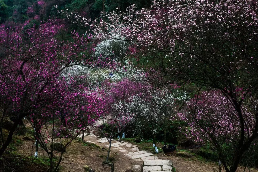 成都梅花谷图片