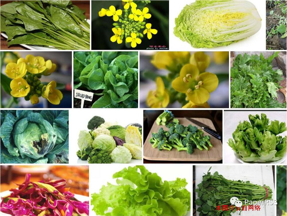 67natbiomedengin每天吃十字花科蔬菜如西蓝花能有效预防结肠直肠癌