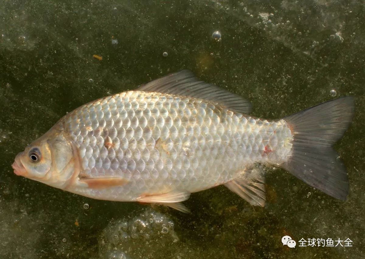 那麼為什麼冬季鯽魚容易上鉤呢?