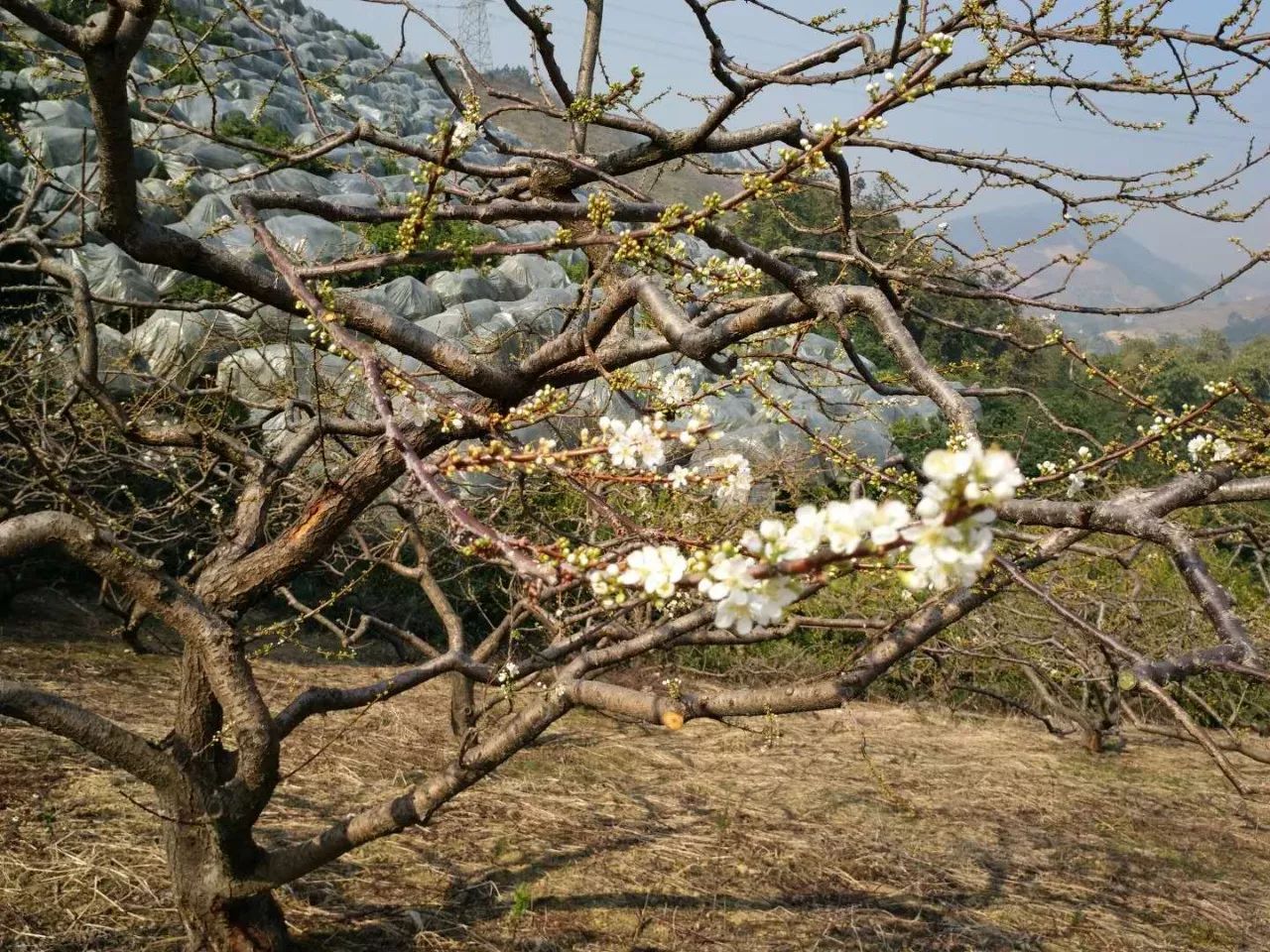 哇喔贺州八步区的三华李开花了