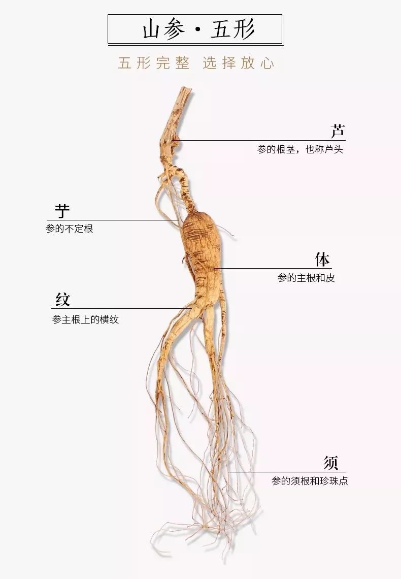 中国野生人参分布图图片