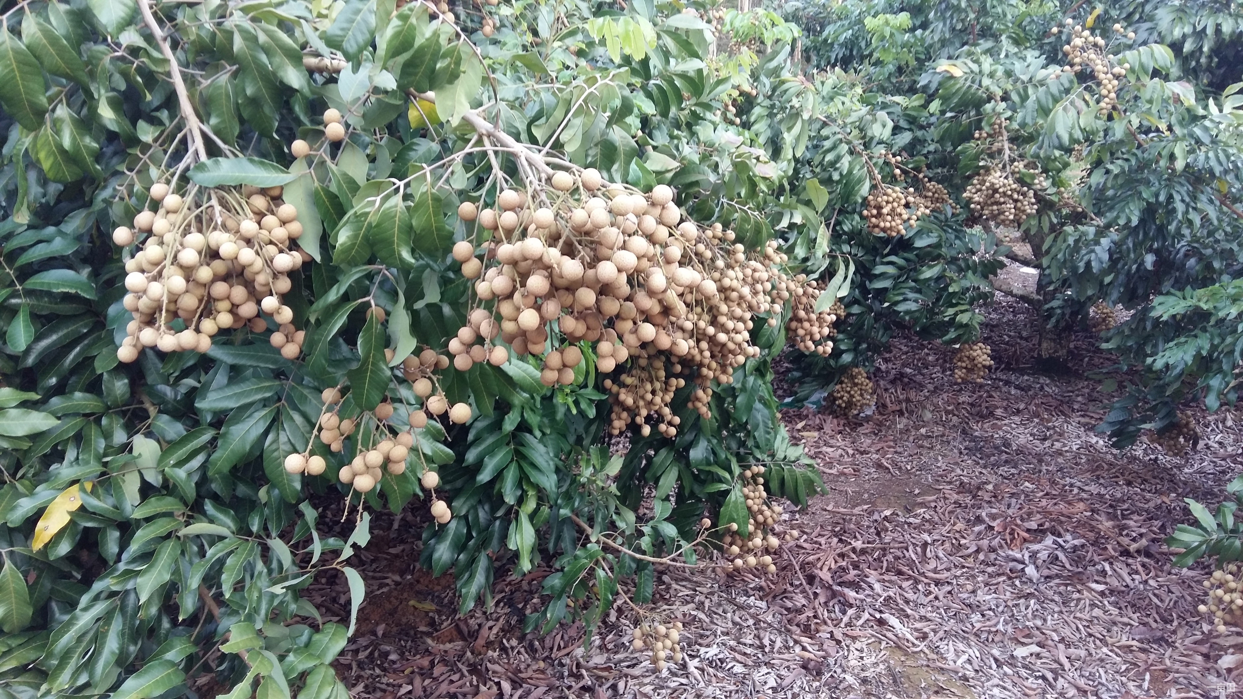 桂圆怎么种植图片