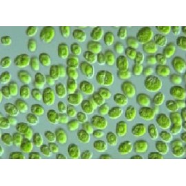 神奇的单细胞二小球藻的应用