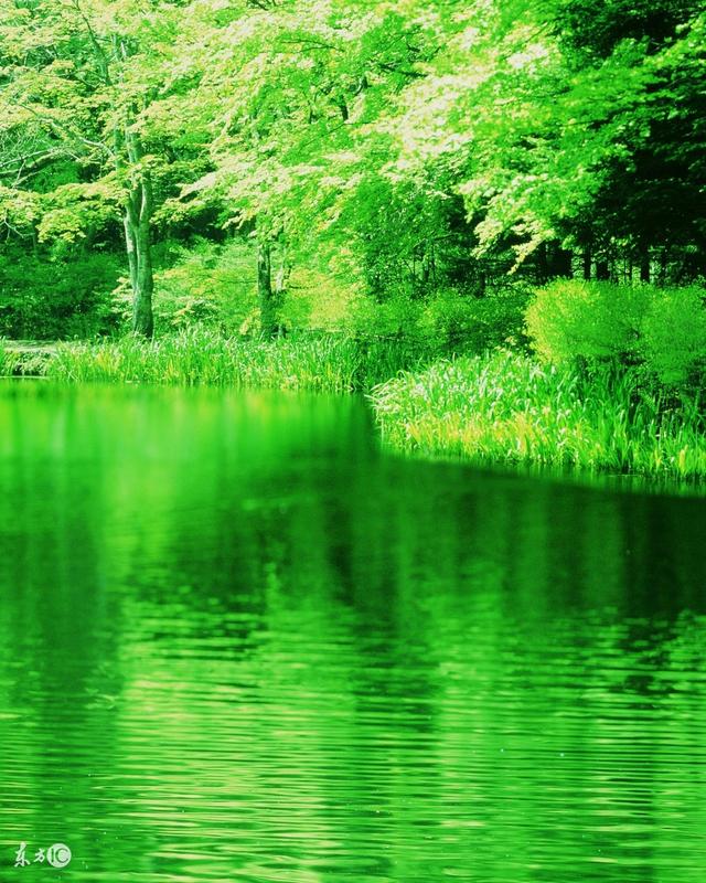纯绿色屏保风景图片