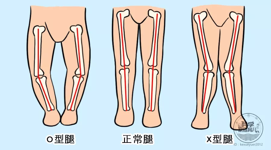 腿型不好毀身高!一張圖自查寶寶身材潛力!