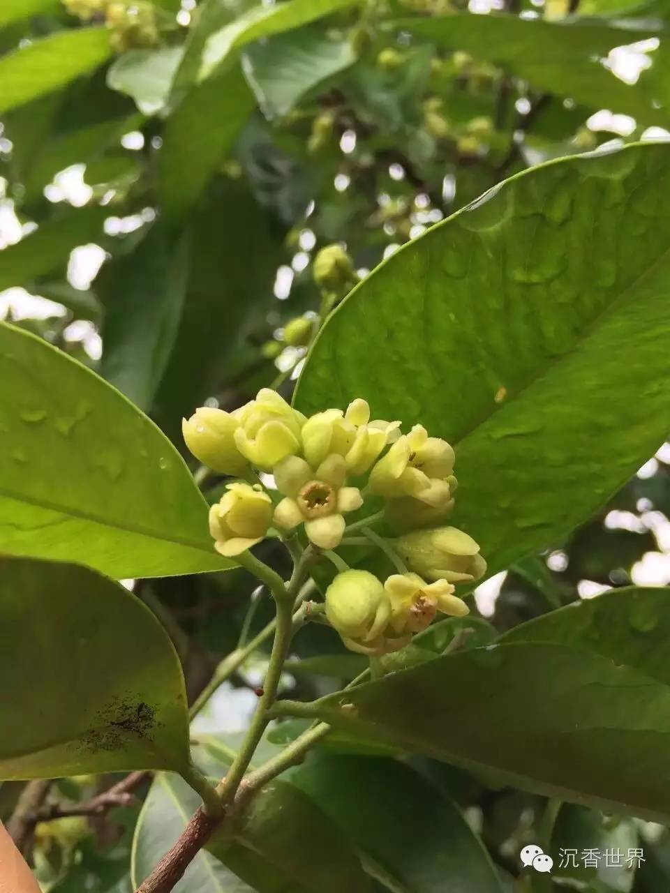 沉香树开花图片大全图片