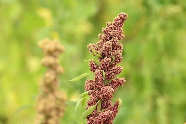 列為唯一一種單體植物即可聯合國糧農組織(fao)把藜麥原產於南美洲