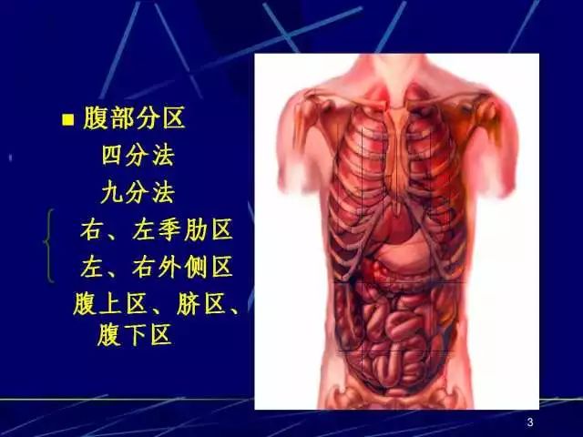 腹部四分法的脏器图片图片