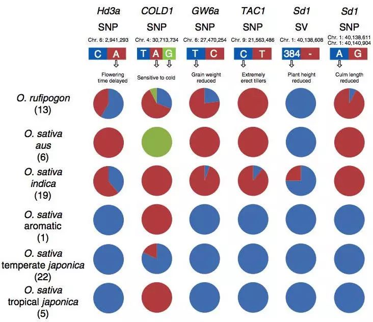 naturegenetics丨喜大普奔水稻泛基因組圖譜首次繪製成功