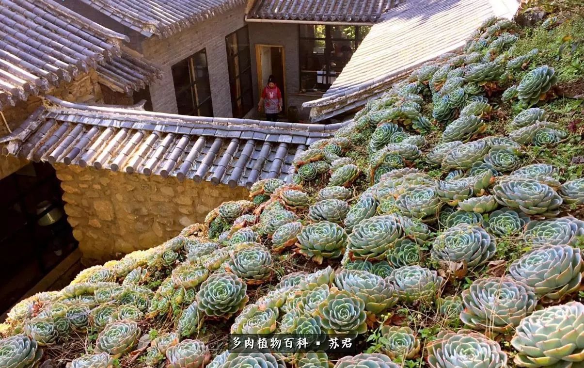 一座因多肉而闻名大江南北的寺院!