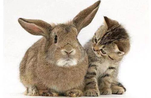 铲屎官:哎!被猫和兔子秀了一脸!