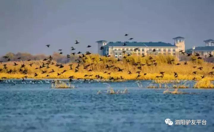 聯票活動元月21日泗陽驢友自駕洪澤湖溼地溫泉活動約伴