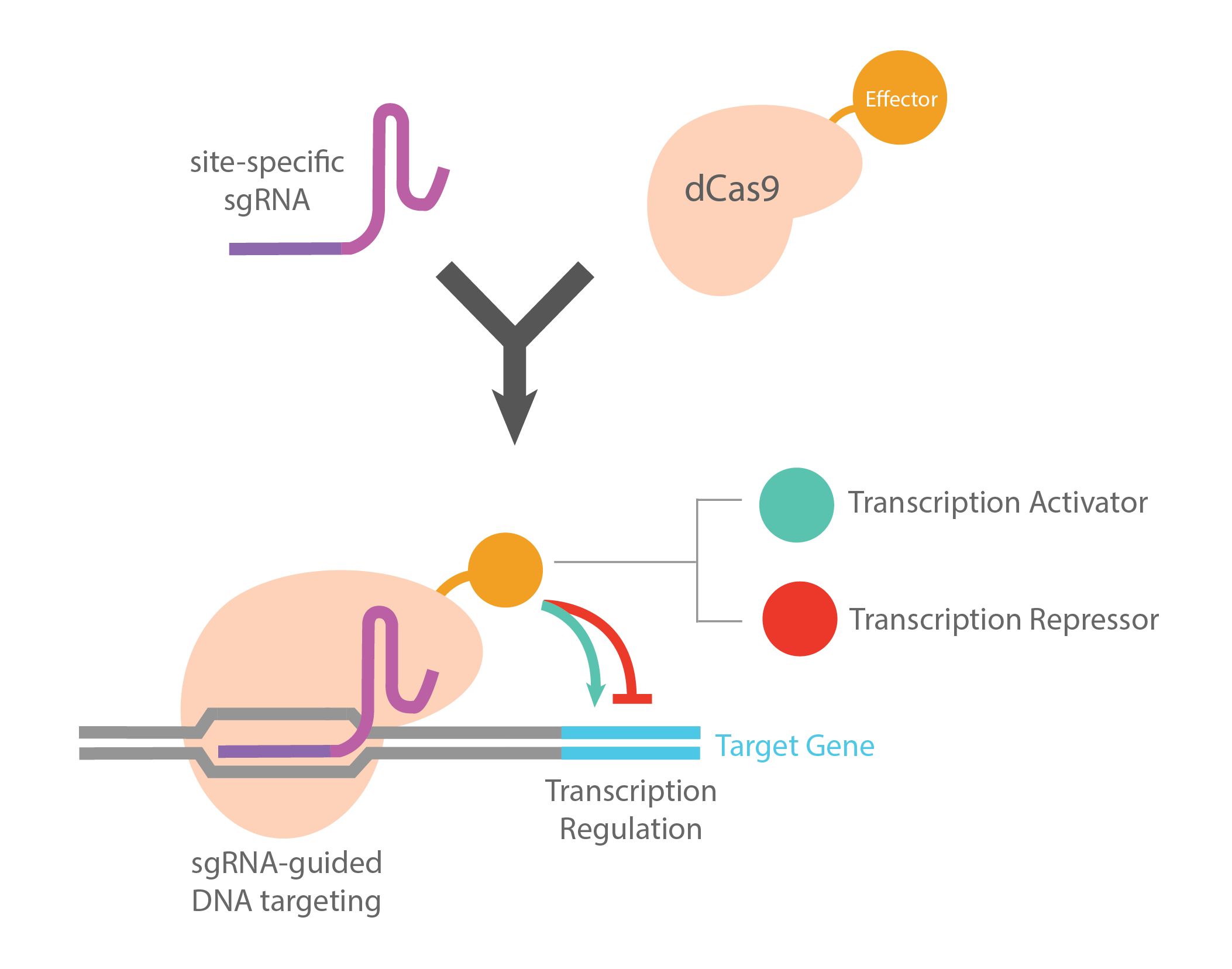 具体来说,将crispr-cas9系统中cas9蛋白的两个具有核酸内切酶活性的