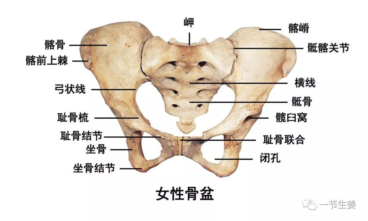 一般说来,强直性脊柱炎必须是左右双侧的髂骨和骶骨都出现炎症,而文文