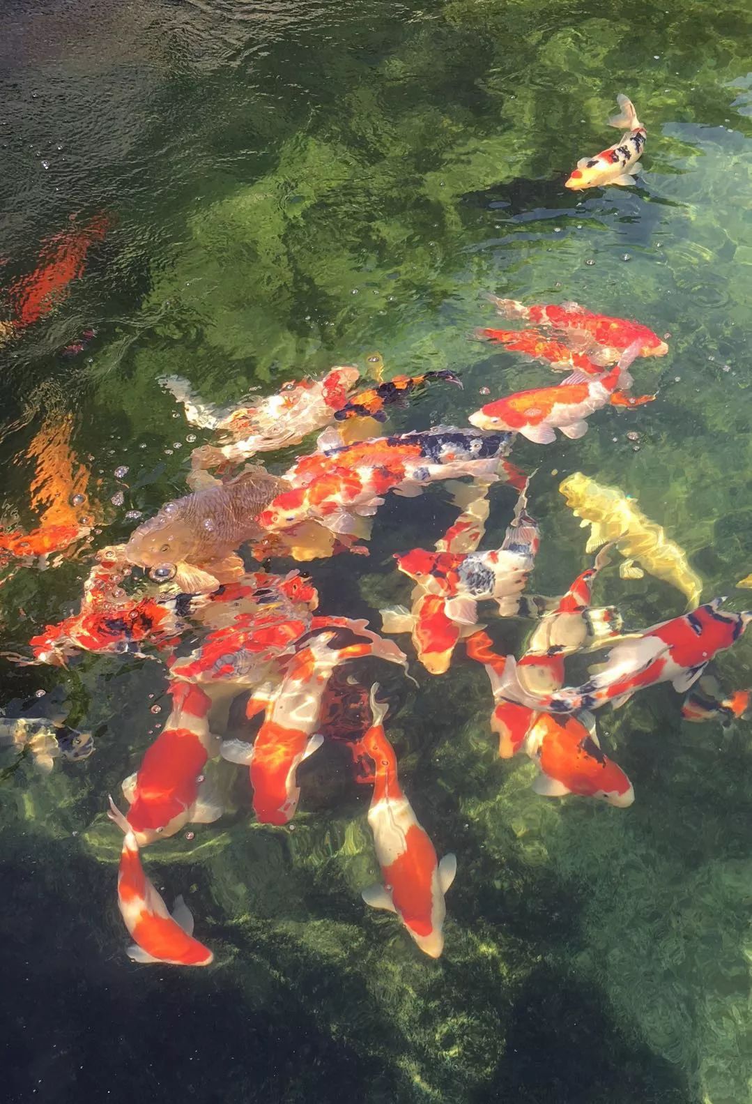 養一池錦鯉富貴綿延