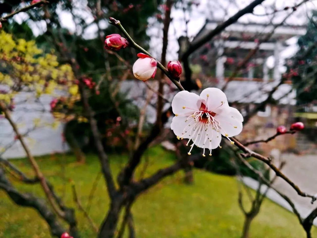 着急,预计1月下旬早花梅花(八重寒红,红冬至,粉红朱砂,大凑,粉晕江梅