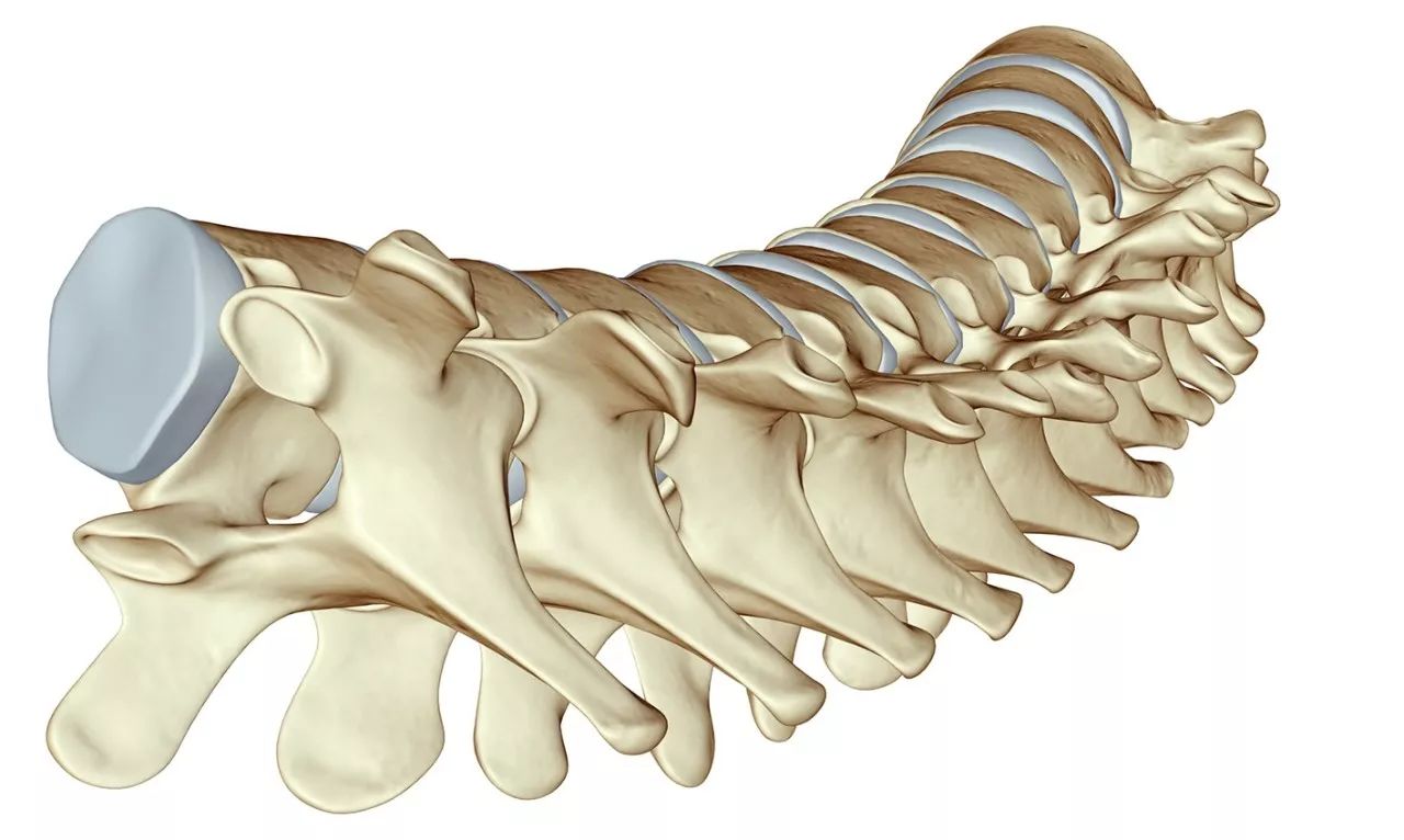柯基骨骼结构图图片