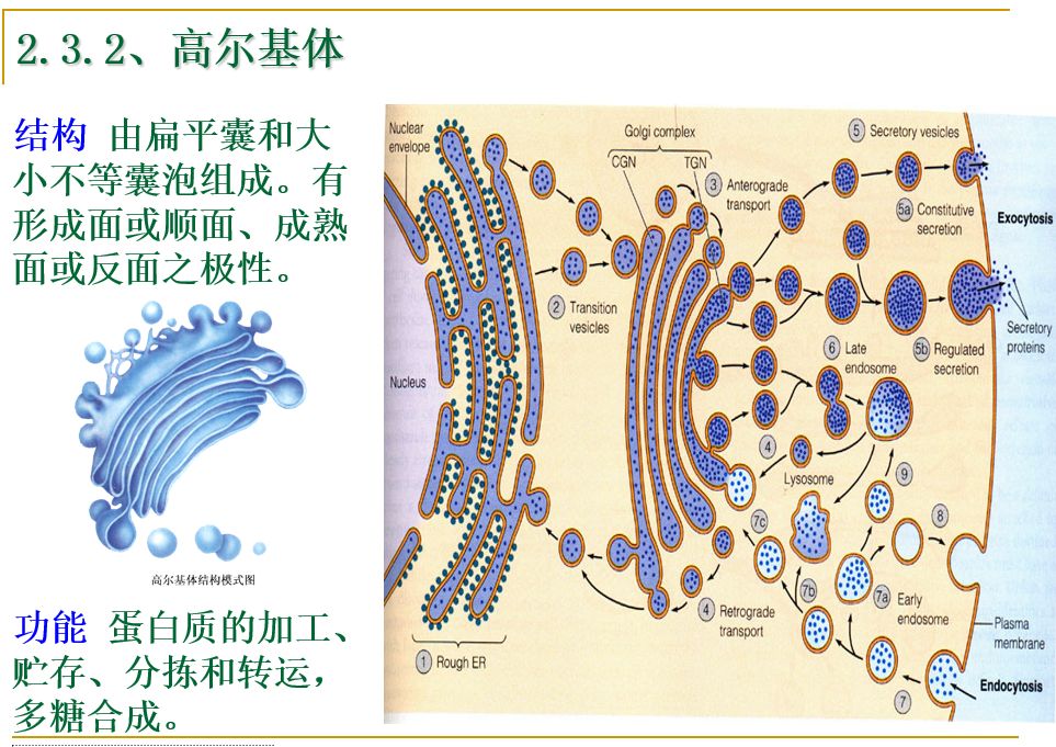 溶酶體:溶酶體的功能是消化從外界吞入的顆粒和細胞本身產生的廢棄