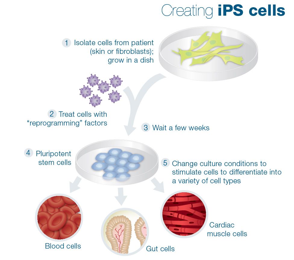 今日cell: 丁胜教授组运用crispr成功构建诱导性多能干细胞