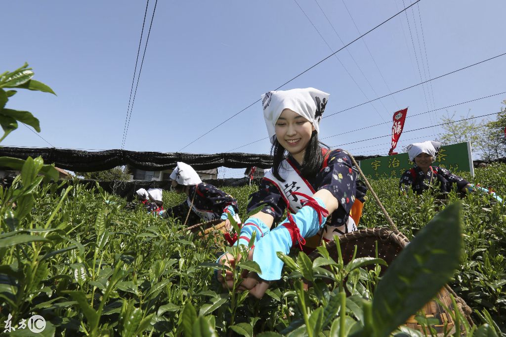 日本:美麗的採茶姑娘清純可愛,你們心動了嗎?