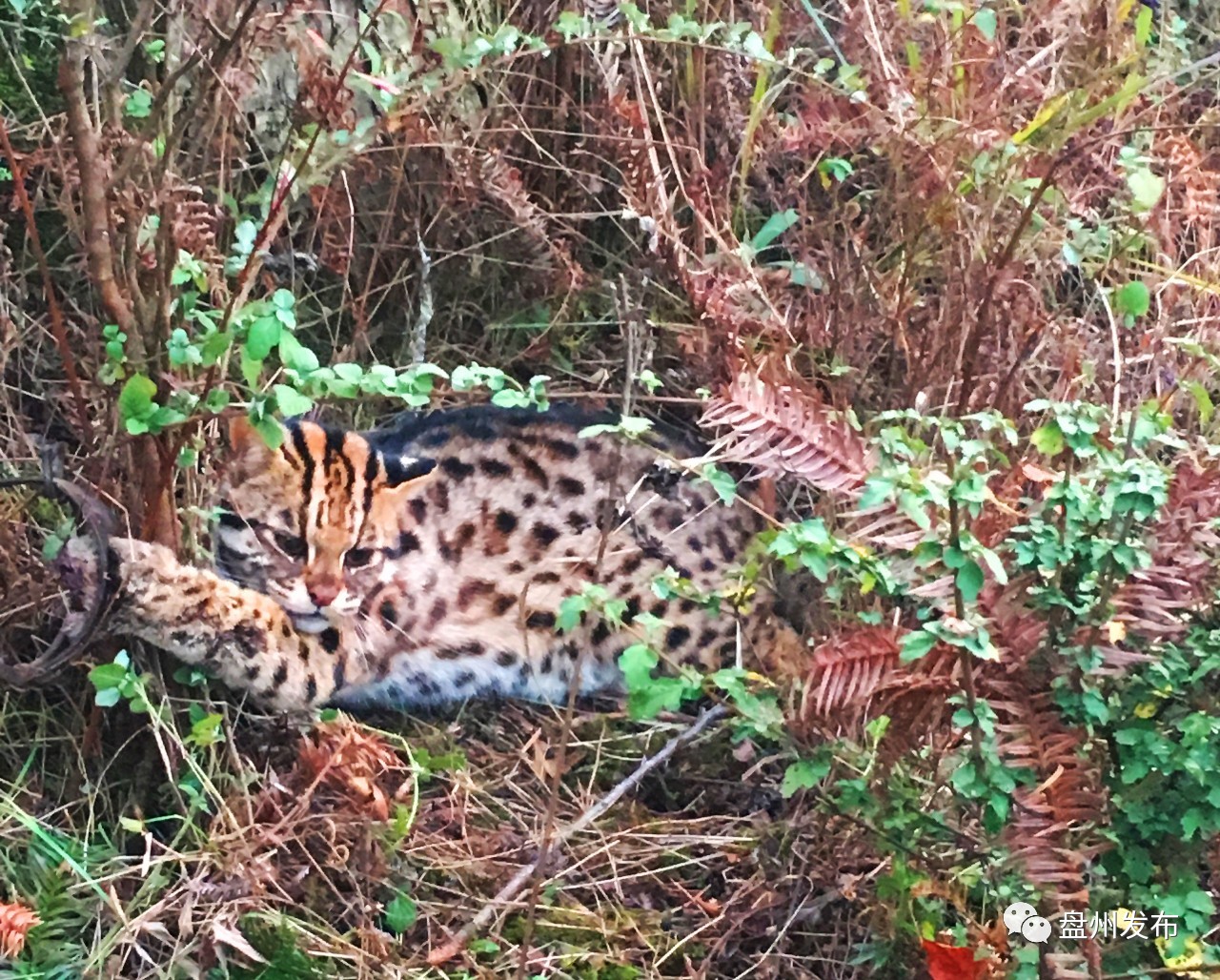 豹猫咬死人图片