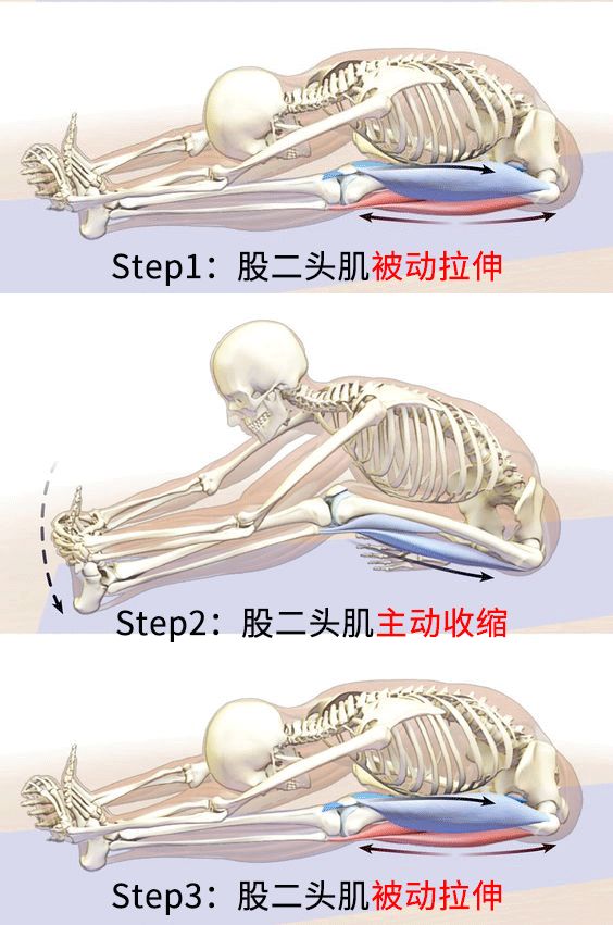 所以pnf拉伸,就是拉伸→主动收缩→再拉伸的过程.