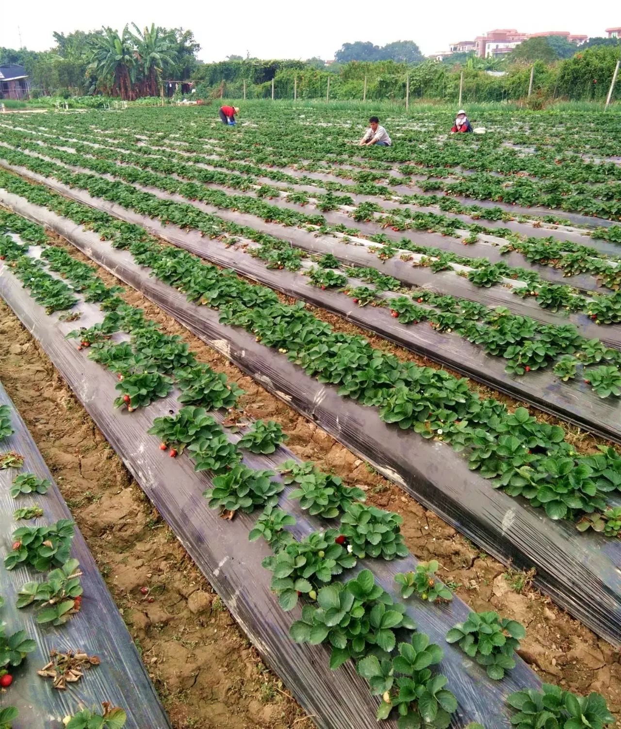 陵水草莓基地图片