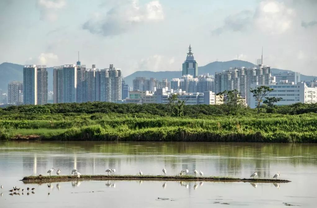 香港米埔濱海溼地的保護樣板