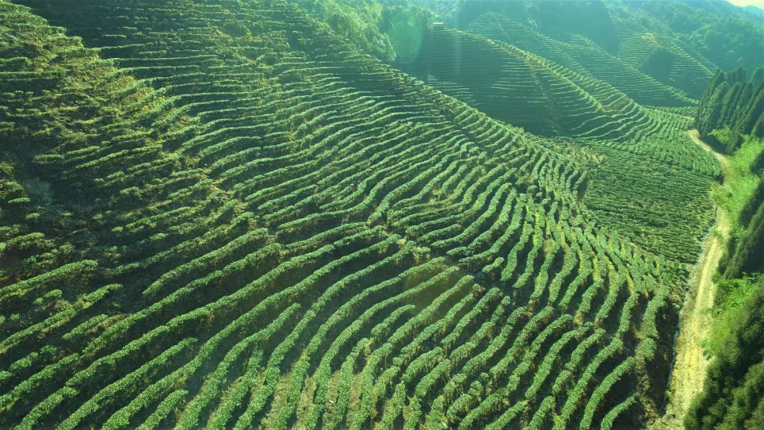 隐藏国家原始森林莽山深处的瑶家有机绿色生态茶园