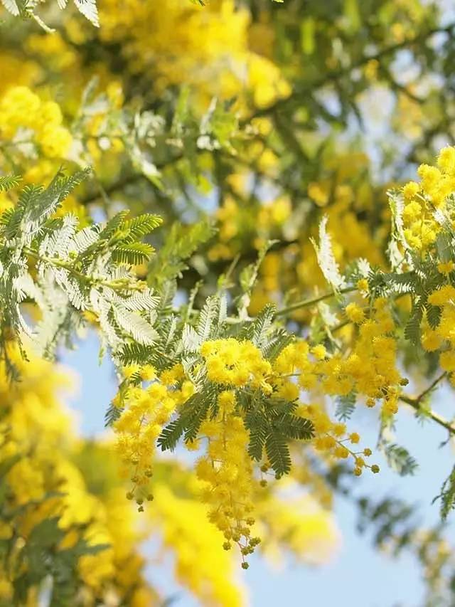金合欢象征友谊的澳大利亚国花