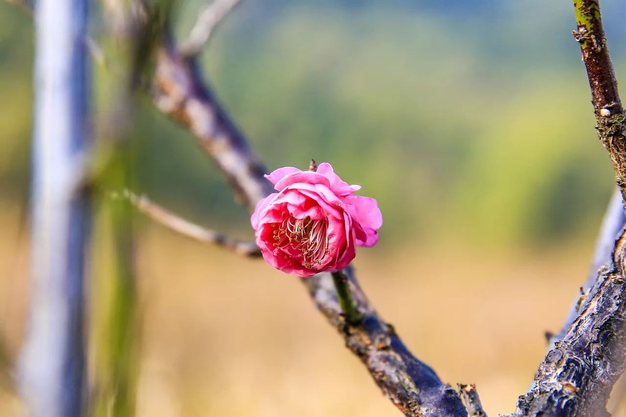 深圳的1500㎡梅花美翻了!花開如雪,錯過再等一年!