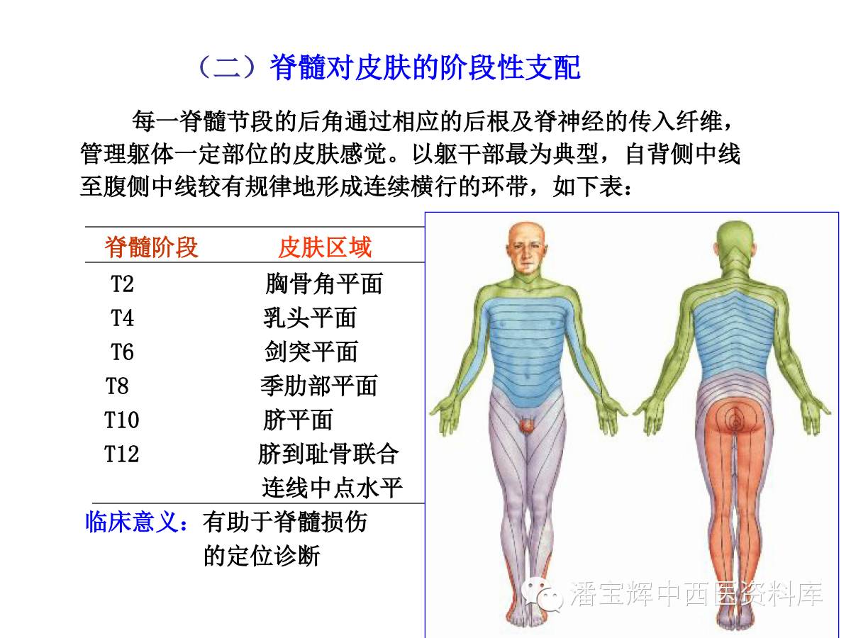 三十一對脊神經走形與支配圖解