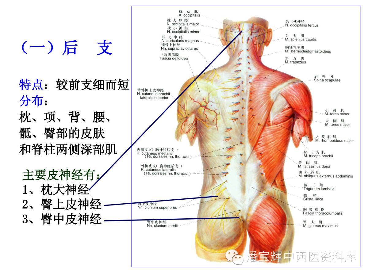 三十一对脊神经走形与支配图解