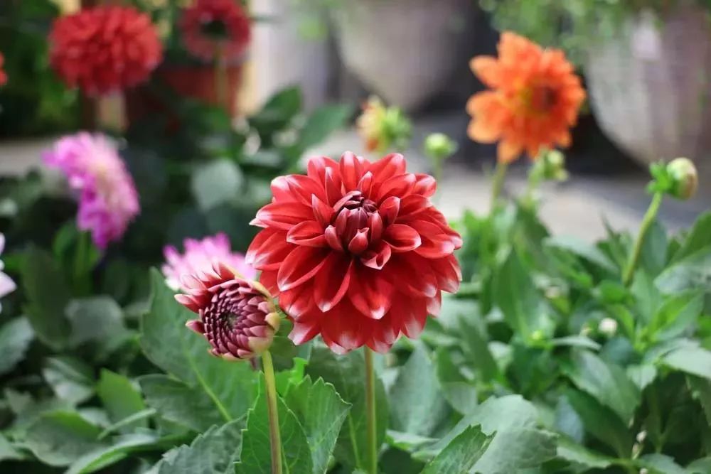 鄭州女生最愛去的採花聖地100塊錢掰成幾瓣花