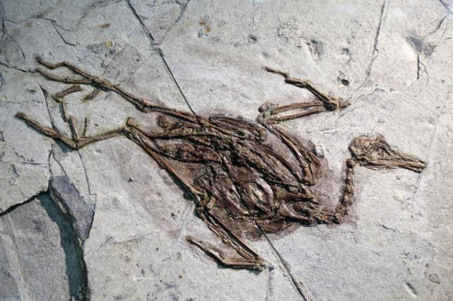渡渡鸟化石图片