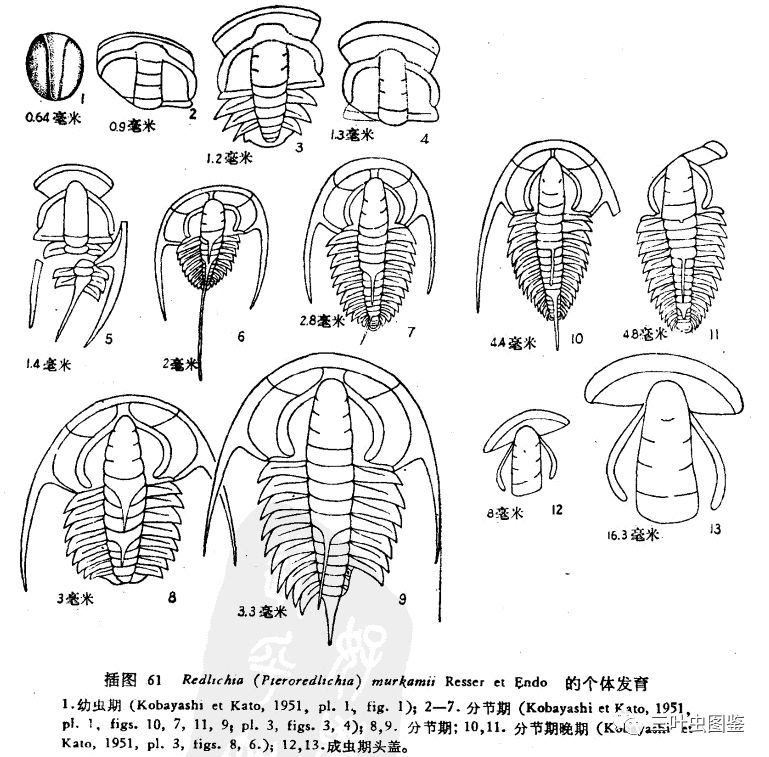 三叶虫构造图片