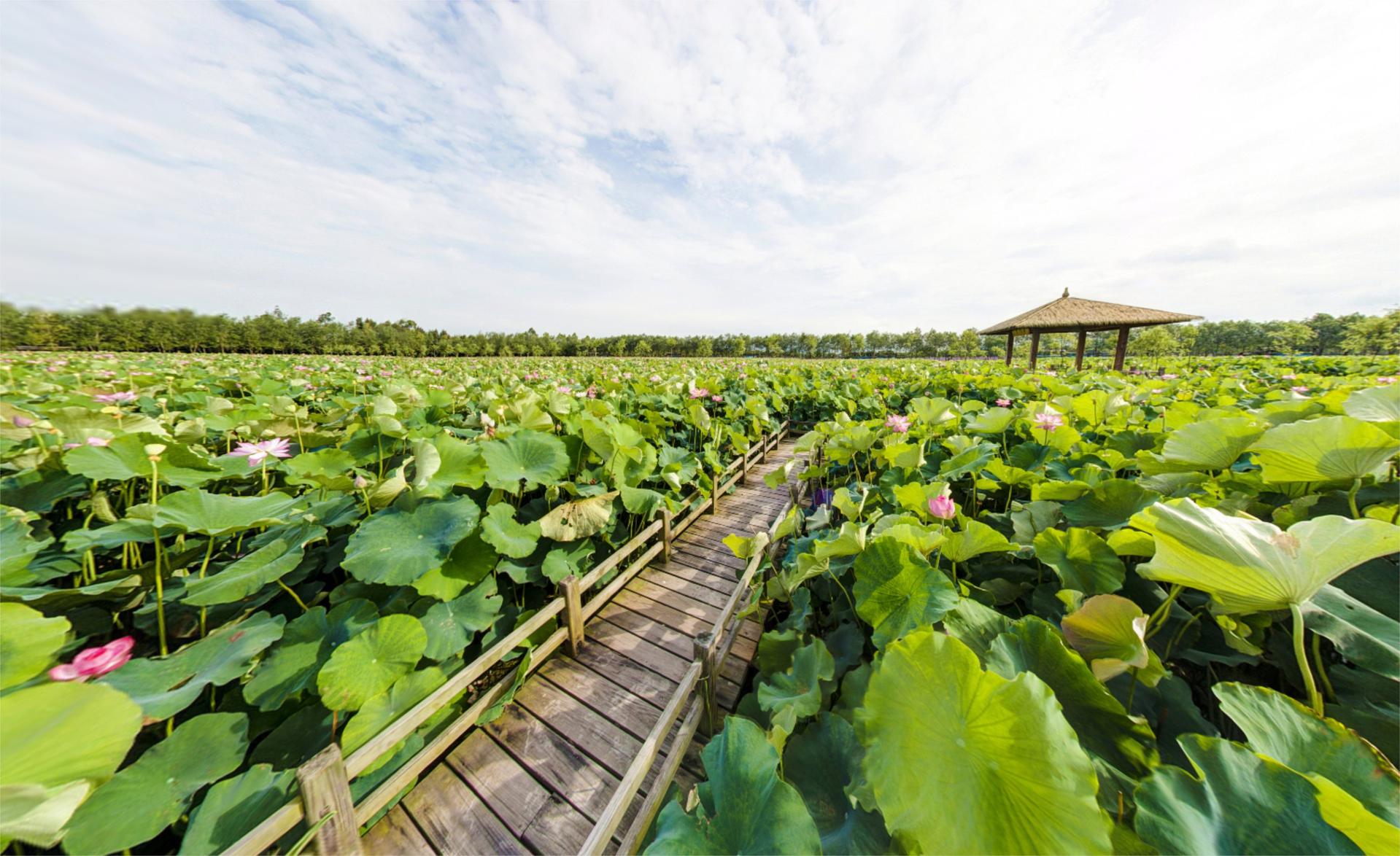 玉环湿地公园门票免费图片