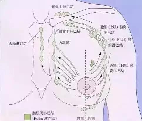 乳腺淋巴分布图片图片