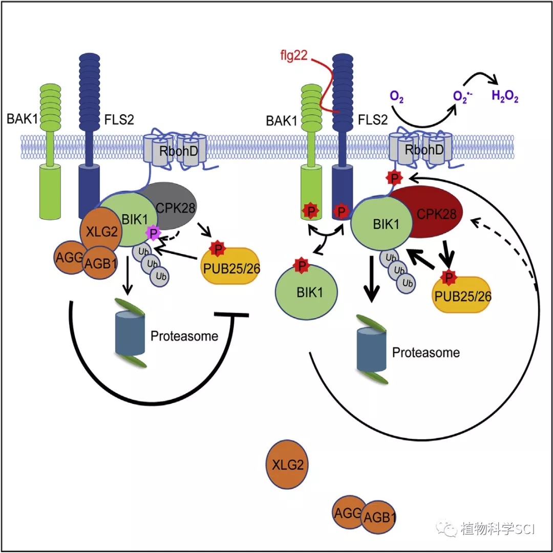 Molecular Cell∣遗传所发文揭示调控植物免疫激酶BIK1蛋白稳定性的分子机理