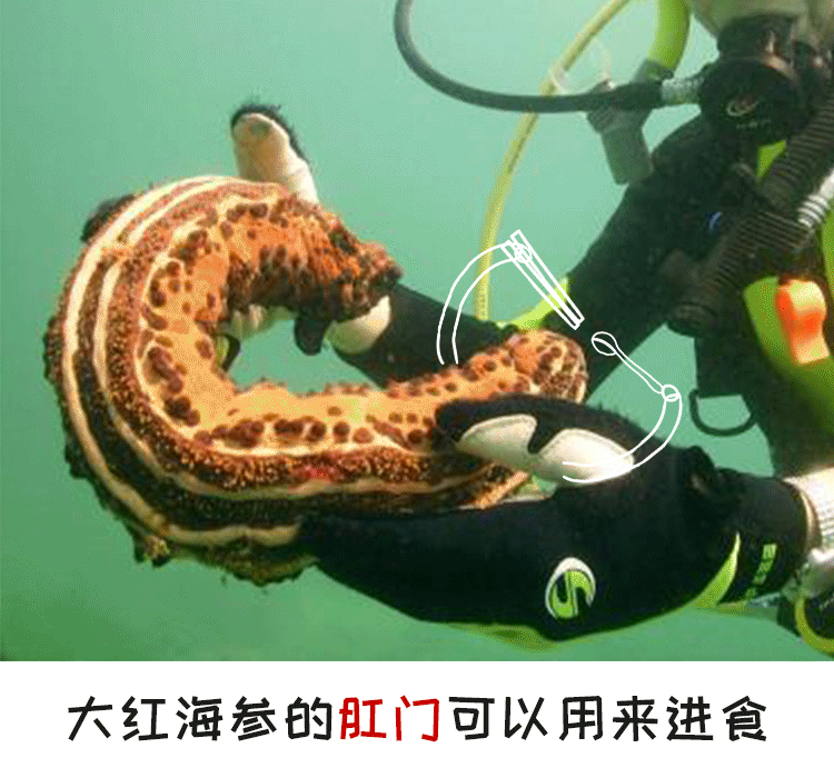 海参爬行动态图图片