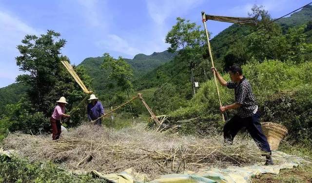 梿枷 是固原一种传统手工脱粒农具,由一个长柄和一组平排的竹条或