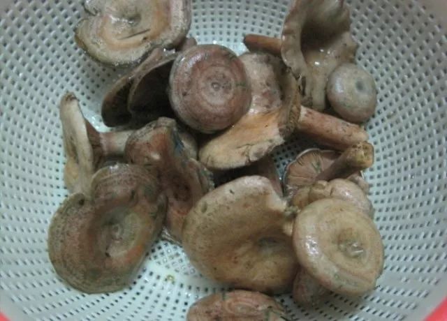 毛瓷菇图片