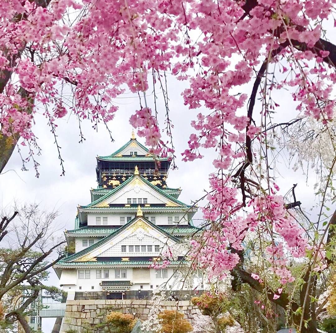 大阪城公园 樱花丛里沉淀历史与未来