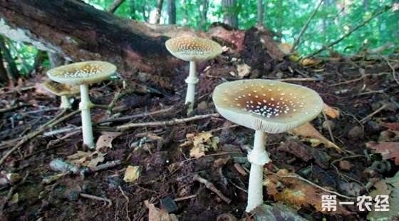 天福菌菇图片